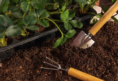 چه گیاهانی برای خاک قلیایی مناسب هستند؟